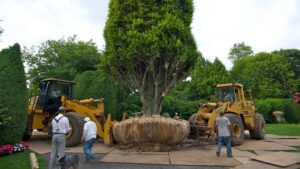 An important guide for starting a tree moving service 